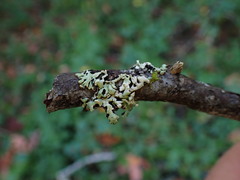 Menegazzia subsimilis