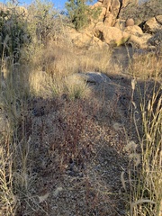 Picradeniopsis multiflora