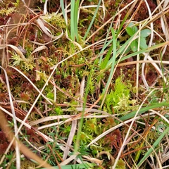 Jungermanniales