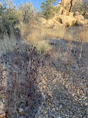 Picradeniopsis multiflora
