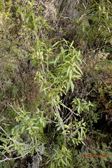 Melicytus lanceolatus