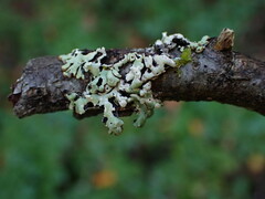 Menegazzia subsimilis