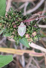 Thyanta custator accerra