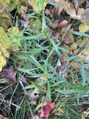 Iberis