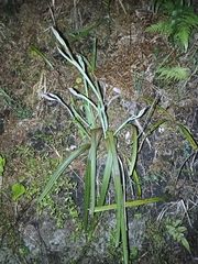 Thelymitra