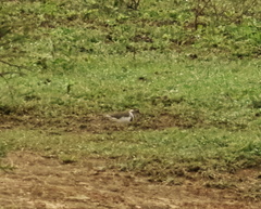Charadrius tricollaris
