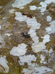 Cephalotes atratus