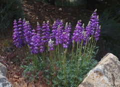 Lupinus excubitus austromontanus