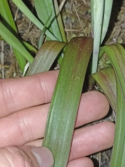 Thelymitra