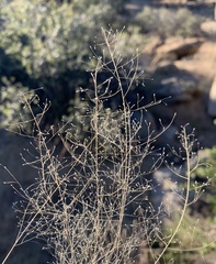Muhlenbergia fragilis