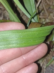 Thelymitra