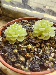 Pinguicula esseriana