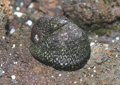 Neripteron cariosum