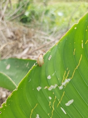 Disonycha quinquelineata