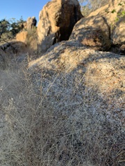 Muhlenbergia fragilis