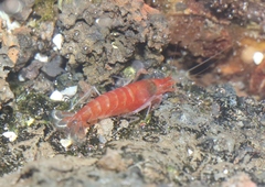 Halocaridina rubra