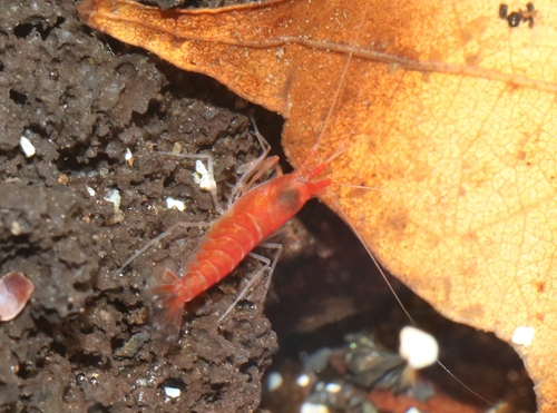 Metabetaeus lohena, 2022-10-07