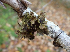 Pseudocyphellaria citrina