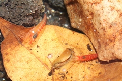 Halocaridina rubra