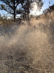 Muhlenbergia fragilis