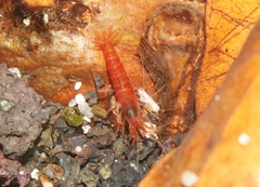 Halocaridina rubra