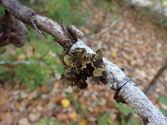 Pseudocyphellaria citrina