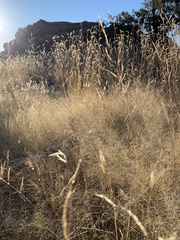 Muhlenbergia fragilis