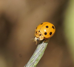 Coelophora inaequalis