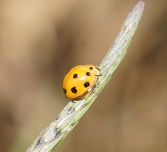 Coelophora inaequalis