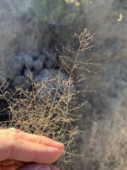Muhlenbergia fragilis
