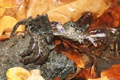 Metopograpsus thukuhar