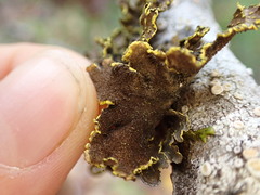 Pseudocyphellaria citrina
