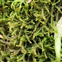 Porella platyphylla