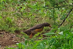 Turdus libonyana