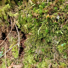Porella platyphylla