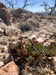 Eriogonum thornei