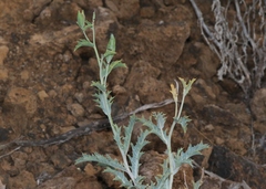 Argemone glauca
