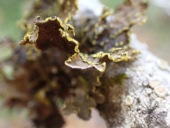 Pseudocyphellaria citrina