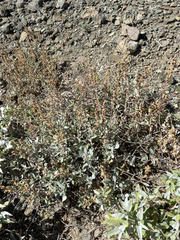 Atriplex barclayana