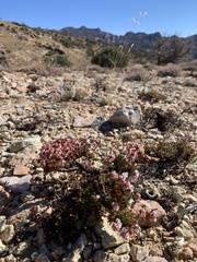 Eriogonum thornei