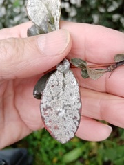 Erysiphe berberidis