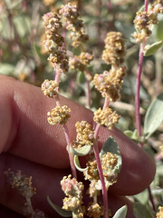 Atriplex barclayana