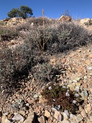 Eriogonum thornei
