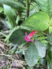 Kohleria huilensis