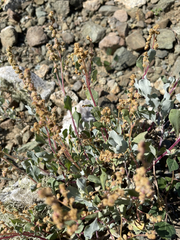Atriplex barclayana