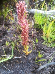 Disa obtusa hottentotica