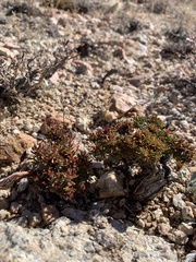Eriogonum thornei