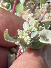 Atriplex barclayana