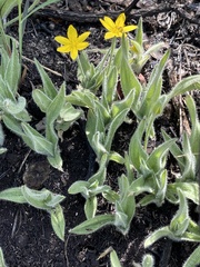 Hypoxis multiceps
