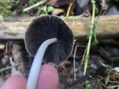 Coprinopsis
